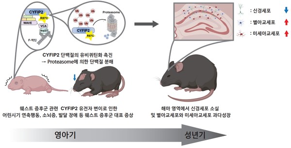 웨스트 증후군 관련 CYFIP2 유전자 변이를 갖는 생쥐 모델이 나타내는 다양한 증상.