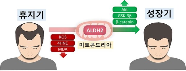 ALDH2 활성화 통해 산화 스트레스 감소를 감소시키고 베타카테닌을 증가시킴으로써 모낭을 성장기로 회복시킬 수 있다