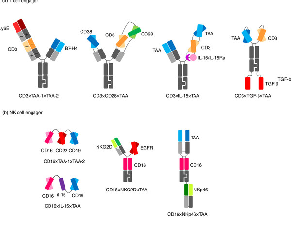                                                                                                                  사진 Immunology 저널