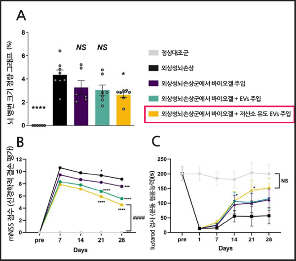 사진=BIOGEL-EV 복합체의 외상성 뇌손상 모델에서 유효성 검증,A 뇌 병변 크기 정량 그래프 : 다른 그룹보다 ‘BIOGEL + 저산소유도 EVs’ 주입했을 때 손상된 부위 크기가 가장 작게 측정됨.B·C 행동 회복 그래프 : 다른 그룹보다 ‘BIOGEL + 저산소유도 EV’를 주입한 쥐의 운동 기능과 균형 감각을 가장 빠르고 크게 회복함.